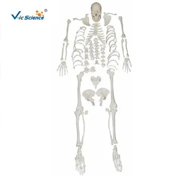 Медицинская модель скелета и расчлененный скелет с черепом